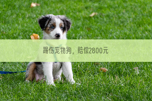 踢伤宠物狗，赔偿2800元