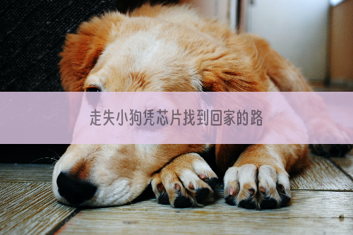走失小狗凭芯片找到回家的路