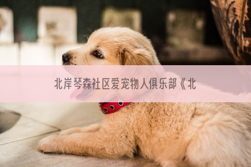 北岸琴森社区爱宠物人俱乐部《北岸琴森社区文明养狗公约》
