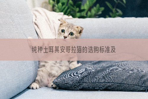 纯种土耳其安哥拉猫的选购标准及生活习性【图】