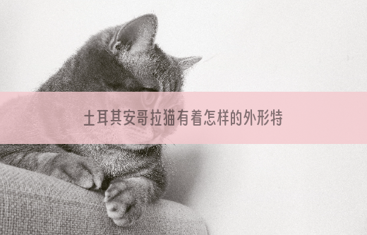 土耳其安哥拉猫有着怎样的外形特征？