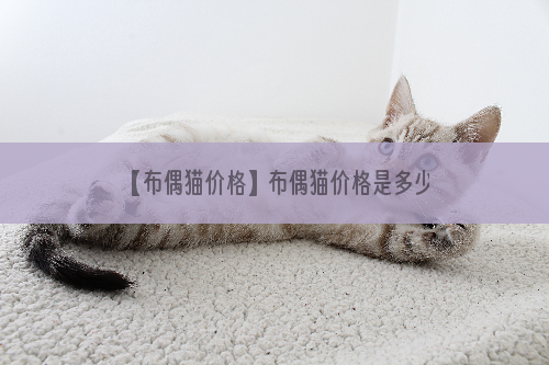 【布偶猫价格】布偶猫价格是多少？