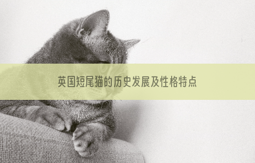 英国短尾猫的历史发展及性格特点