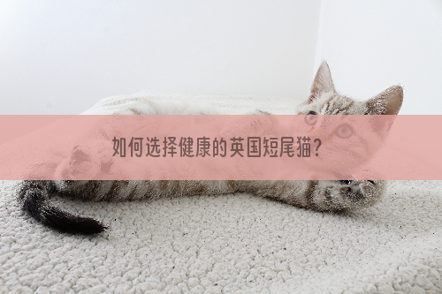 如何选择健康的英国短尾猫？