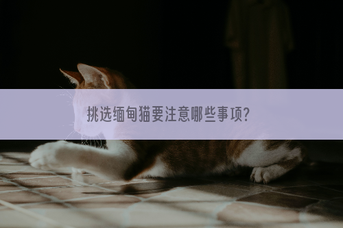 挑选缅甸猫要注意哪些事项？