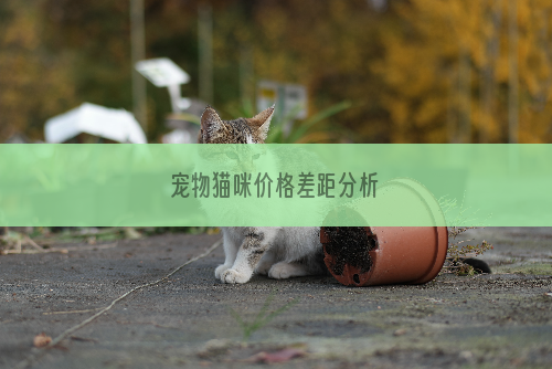 宠物猫咪价格差距分析
