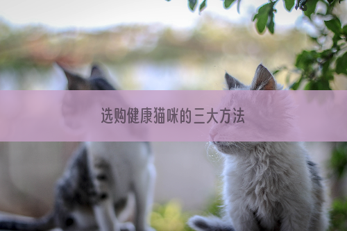 选购健康猫咪的三大方法