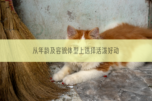 从年龄及容貌体型上选择活泼好动的猫猫
