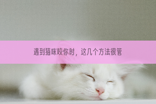 遇到猫咪咬你时，这几个方法很管用