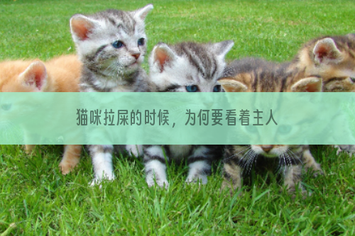 猫咪拉屎的时候，为何要看着主人呢？奇怪行为真的让人捉摸不透