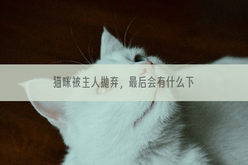 猫咪被主人抛弃，最后会有什么下场呢？你后悔养猫了吗？