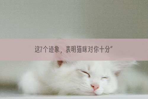 这7个迹象，表明猫咪对你十分“信任”