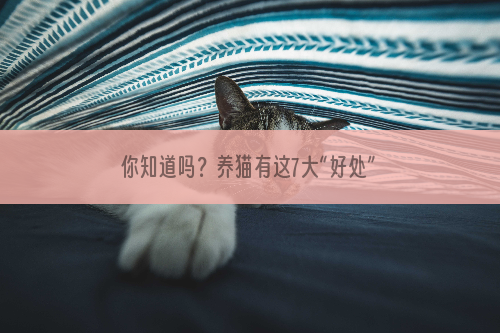 你知道吗？养猫有这7大“好处”，是有科学依据的