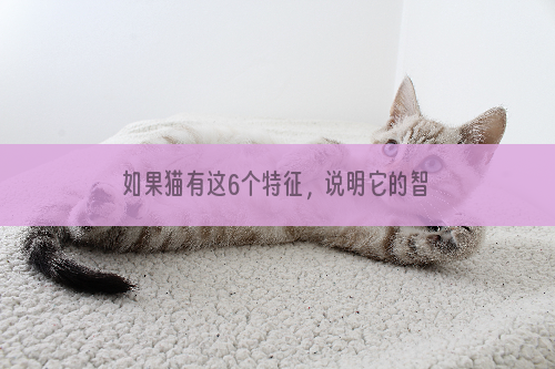 如果猫有这6个特征，说明它的智商很高，不要低估它