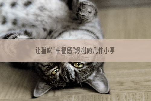 让猫咪“幸福感”爆棚的几件小事，让它有个温暖、幸福的家