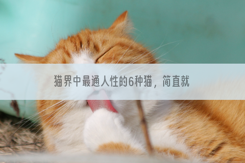 猫界中最通人性的6种猫，简直就是个“小人精”