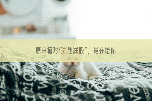 原来猫对你“翘屁股”，是在给你提示，并不是在藐视你