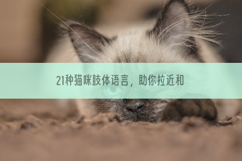 21种猫咪肢体语言，助你拉近和猫咪的关系
