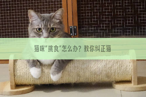 猫咪“挑食”怎么办？教你纠正猫咪挑食的小妙招