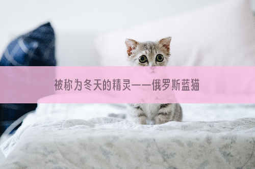 被称为冬天的精灵——俄罗斯蓝猫，到底是什么来头？