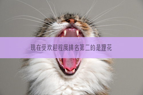 现在受欢迎程度排名第二的是狸花猫，那么第一名是谁呢？