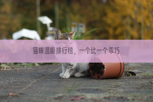 猫咪温顺排行榜，一个比一个乖巧，你家的呢？