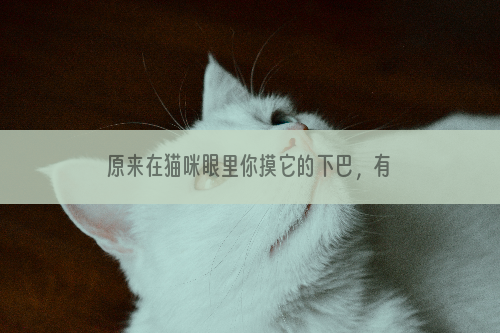 原来在猫咪眼里你摸它的下巴，有这些含义