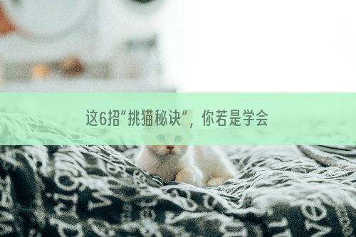 这6招“挑猫秘诀”，你若是学会了，能让你挑到好猫