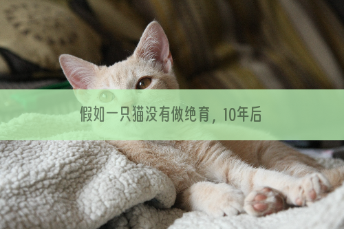 假如一只猫没有做绝育，10年后会有什么变化？