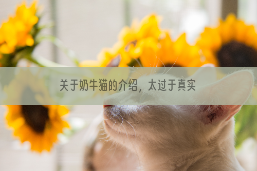 关于奶牛猫的介绍，太过于真实