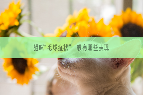 猫咪“毛球症状”一般有哪些表现呢？如何预防猫咪的“毛球症”？