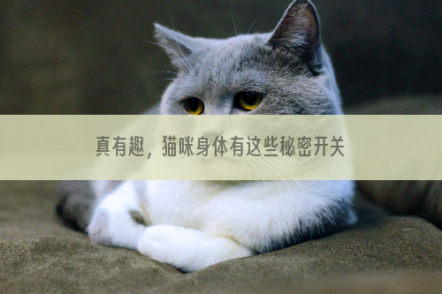 真有趣，猫咪身体有这些秘密开关！带你快速揭秘