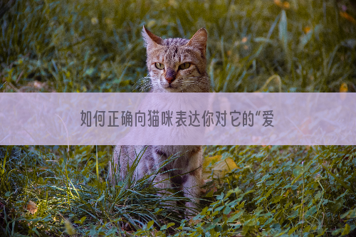 如何正确向猫咪表达你对它的“爱意”，学会了猫会更爱你