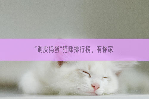 “调皮捣蛋”猫咪排行榜，有你家猫咪吗？