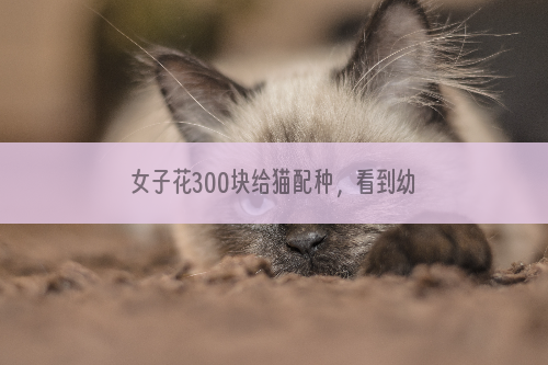 女子花300块给猫配种，看到幼崽们的颜值时：亲爹基因太强大了