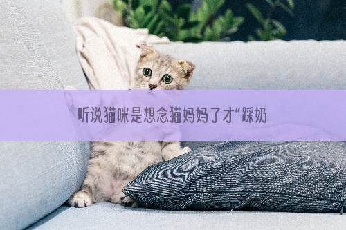 听说猫咪是想念猫妈妈了才“踩奶”，是真的吗？