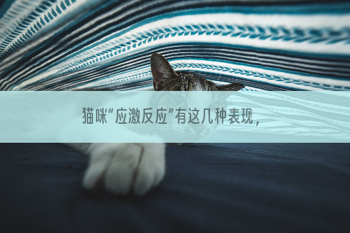 猫咪“应激反应”有这几种表现，新手必看！