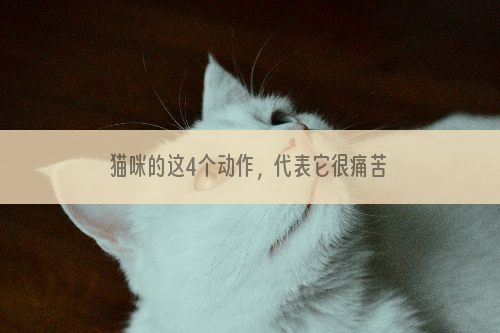 猫咪的这4个动作，代表它很痛苦，请帮帮它吧