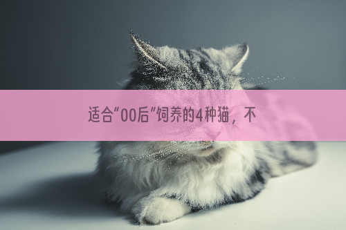 适合“00后”饲养的4种猫，不仅颜值高，性价比也超高
