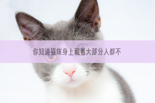 你知道猫咪身上藏着大部分人都不知道的“小秘密”