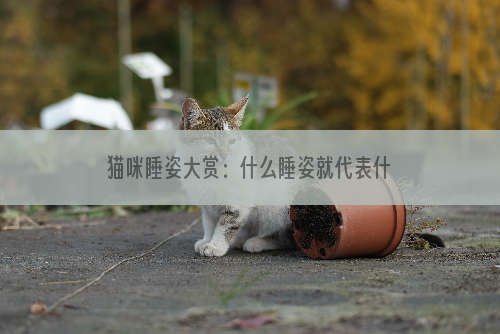 猫咪睡姿大赏：什么睡姿就代表什么心情，你家猫睡姿是哪种？