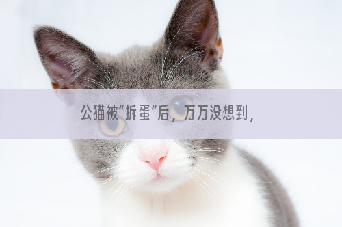 公猫被“拆蛋”后，万万没想到，变化这么大