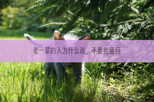 老一辈的人为什么说，不要捡猫回家养？