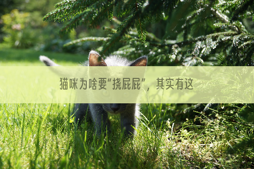 猫咪为啥要“挠屁屁”，其实有这些事要告诉你