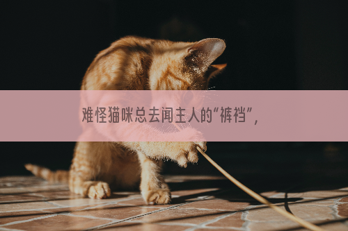 难怪猫咪总去闻主人的“裤裆”，原来有这些原因