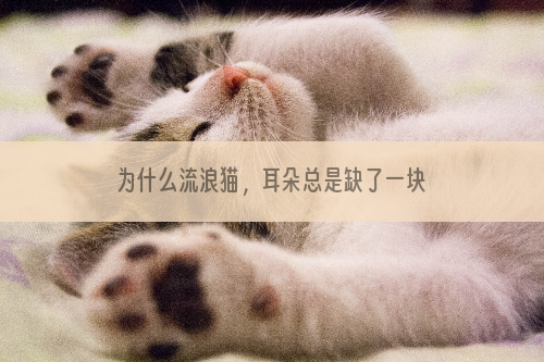 为什么流浪猫，耳朵总是缺了一块呢？这是不是虐待！