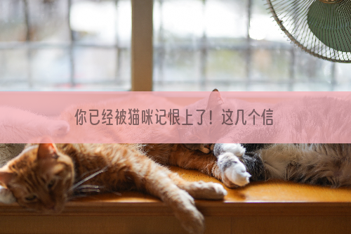 你已经被猫咪记恨上了！这几个信号，别不当回事