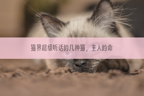 猫界超级听话的几种猫，主人的命令就是圣旨