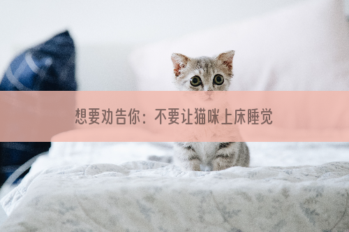 想要劝告你：不要让猫咪上床睡觉，有这些理由！