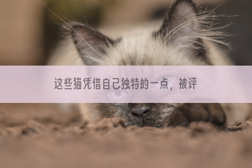 这些猫凭借自己独特的一点，被评为“世界之最”，你家猫在其中吗？